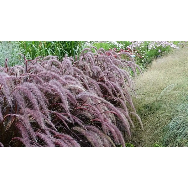 Rozplenica obca 'Rubrum' – Pennisetum, piórkówka w ogrodzie